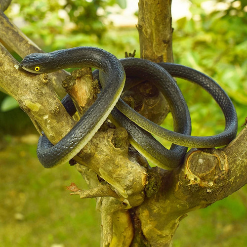 130cm pseudo snake - pseudo, soft