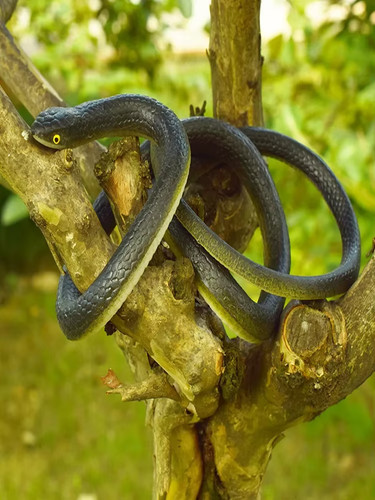 Fake realistic snake lifelike - realistic,