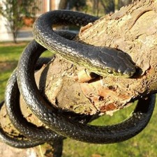 52" Very Real Rubber Toy Fake