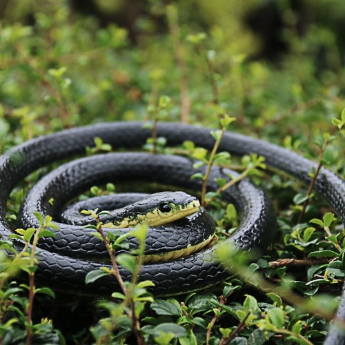 Realistic fake rubber snake - fake,