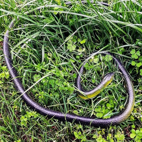 Fake realistic snake lifelike - fake,