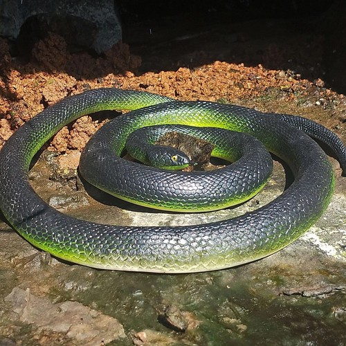 70cm fake snake realistic - 70cm,