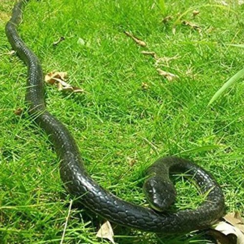 Fake realistic snake - fake,
